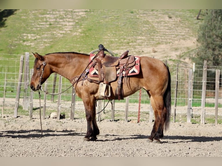 Quarter horse américain Jument 10 Ans Isabelle in Tres Pinos