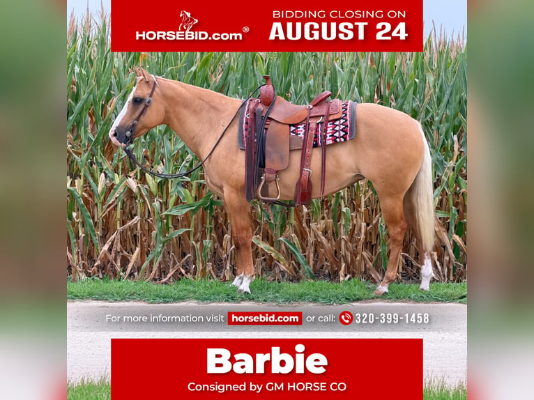 Quarter horse américain Jument 10 Ans Palomino in Cannon Falls