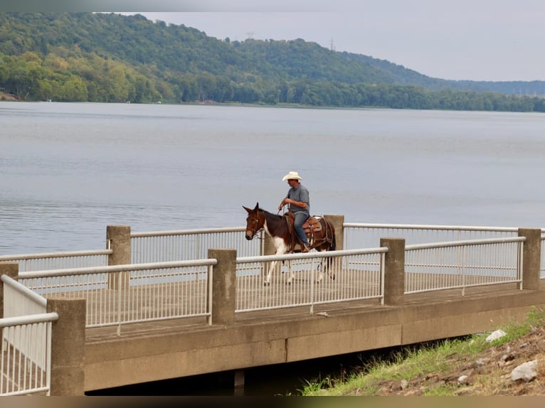 Quarter horse américain Jument 10 Ans Tobiano-toutes couleurs in Brooksville Ky