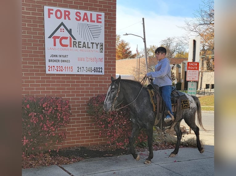 Quarter horse américain Jument 11 Ans 132 cm Bai in Effingham IL