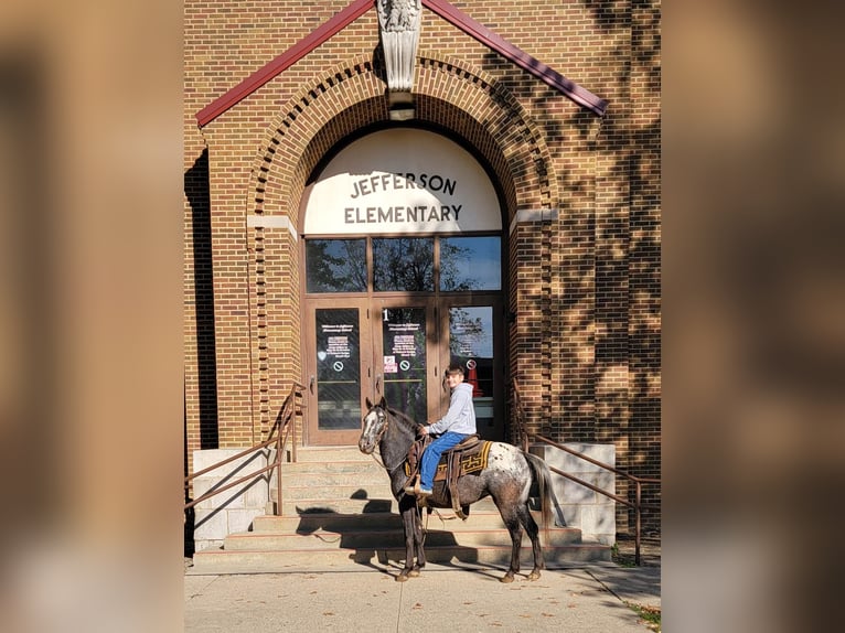 Quarter horse américain Jument 11 Ans 132 cm Bai in Effingham IL