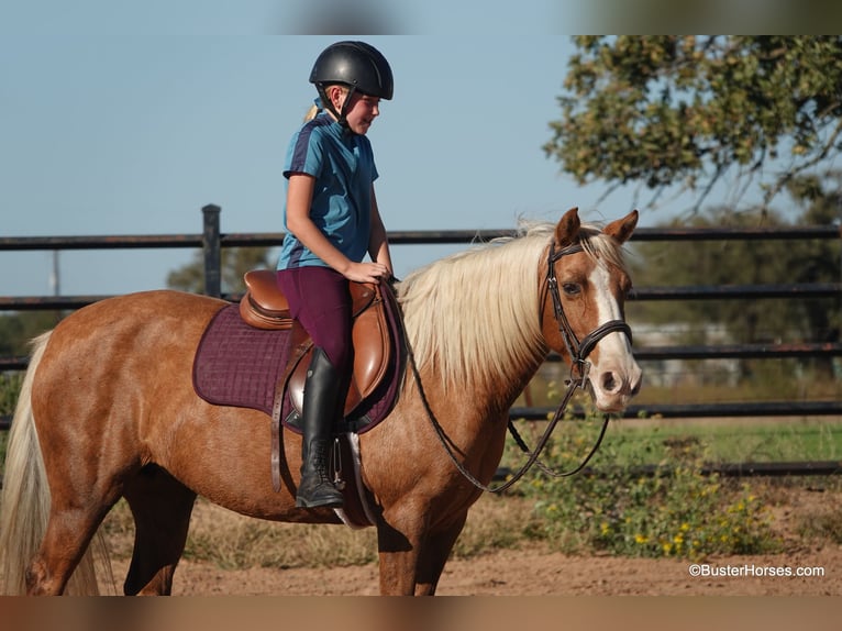 Quarter horse américain Jument 11 Ans 132 cm Palomino in Weatherford TX