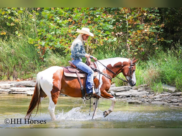 Quarter horse américain Jument 11 Ans 137 cm Tobiano-toutes couleurs in Stephenville TX