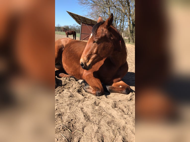 Quarter horse américain Jument 11 Ans 140 cm Bai clair in Fehrbellin Protzen