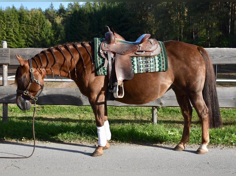 Quarter horse américain Jument 11 Ans 140 cm  in Speinshart