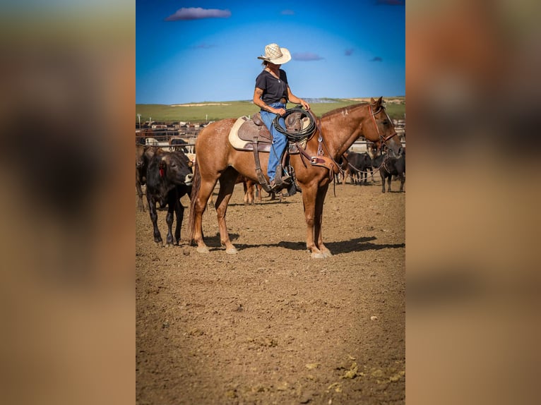 Quarter horse américain Jument 11 Ans 142 cm Alezan brûlé in Fely OK