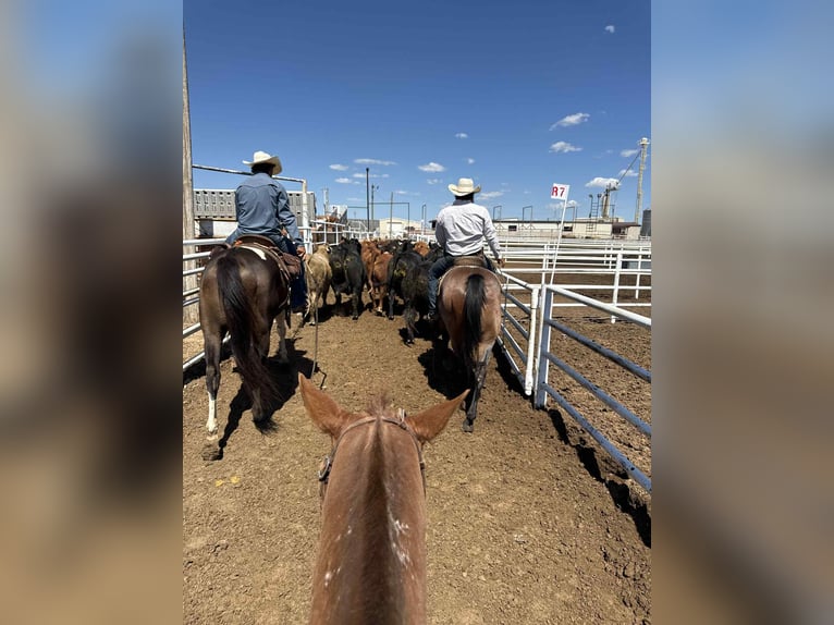 Quarter horse américain Jument 11 Ans 142 cm Alezan brûlé in Fely OK