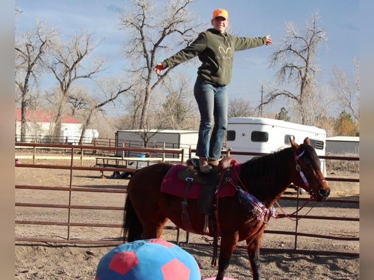 Quarter horse américain Jument 11 Ans 142 cm Bai cerise in Fort Collins