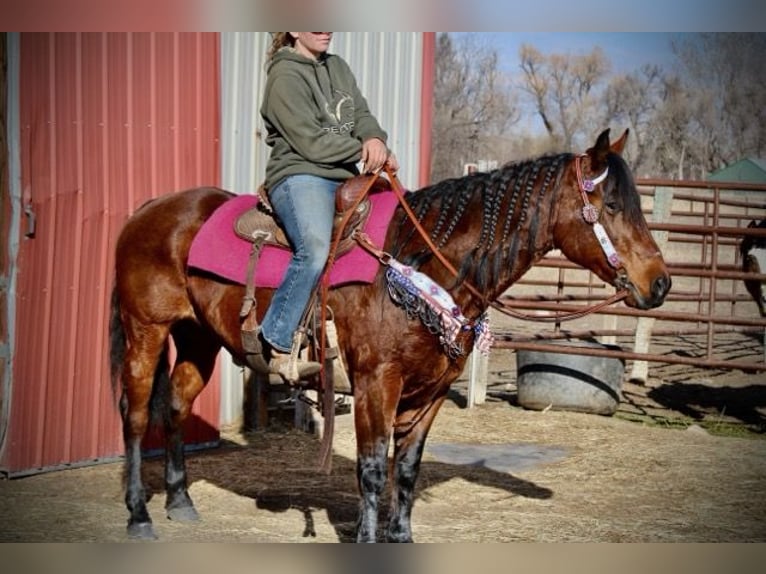 Quarter horse américain Jument 11 Ans 142 cm Bai cerise in Fort Collins