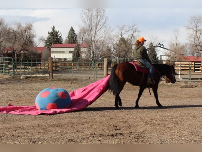 Quarter horse américain Jument 11 Ans 142 cm Bai cerise in Fort Collins