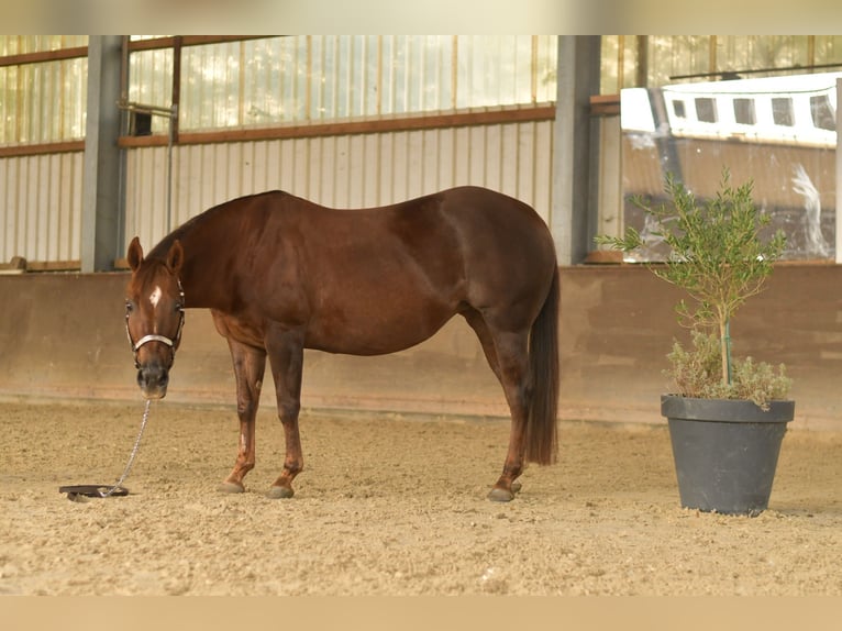 Quarter horse américain Jument 11 Ans 145 cm Alezan brûlé in Geilenkirchen