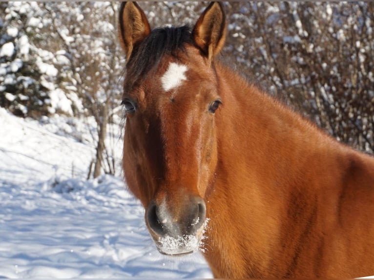 Quarter horse américain Croisé Jument 11 Ans 145 cm Bai in Micheldorf in OÖ Quarter horse américain Croisé Jument 11 Ans 145 cm Bai in Micheldorf in OÖ