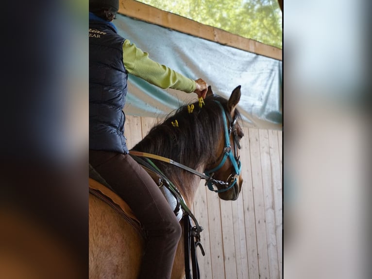 Quarter horse américain Croisé Jument 11 Ans 145 cm Bai in Micheldorf in OÖ Quarter horse américain Croisé Jument 11 Ans 145 cm Bai in Micheldorf in OÖ