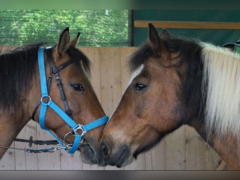 Quarter horse américain Croisé Jument 11 Ans 145 cm Bai in Micheldorf in OÖ Quarter horse américain Croisé Jument 11 Ans 145 cm Bai in Micheldorf in OÖ