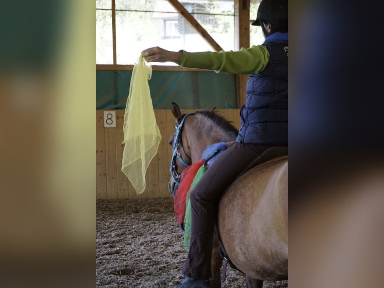 Quarter horse américain Croisé Jument 11 Ans 145 cm Bai in Micheldorf in OÖ Quarter horse américain Croisé Jument 11 Ans 145 cm Bai in Micheldorf in OÖ