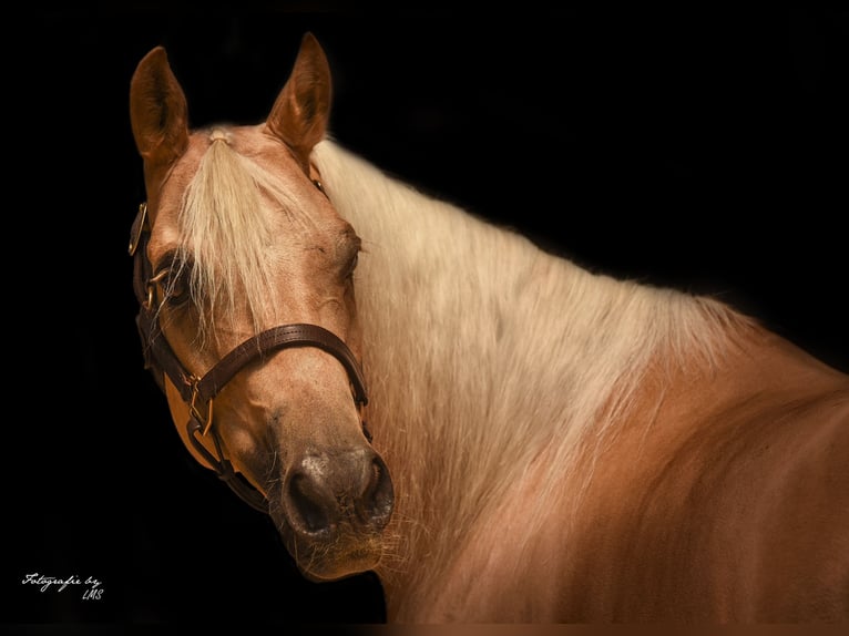 Quarter horse américain Jument 11 Ans 145 cm Palomino in kemnath