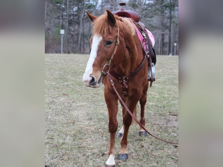 Quarter horse américain Jument 11 Ans 147 cm Alezan brûlé in Middleboro