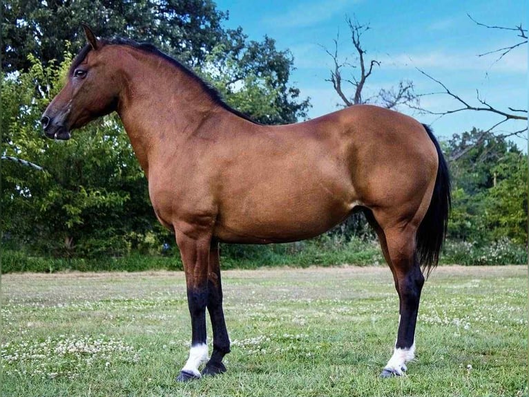 Quarter horse américain Jument 11 Ans 147 cm Bai cerise in Conifer CO