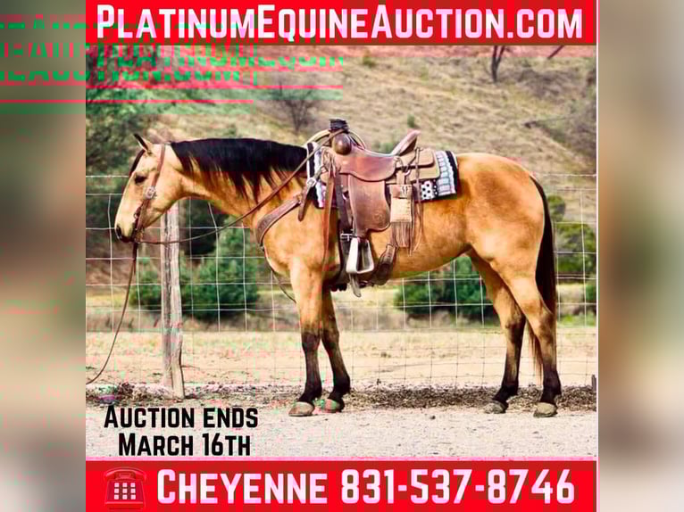 Quarter horse américain Jument 11 Ans 147 cm Buckskin in Bitterwater CA