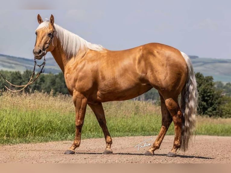 Quarter horse américain Jument 11 Ans 147 cm Palomino in Scottsdale AZ