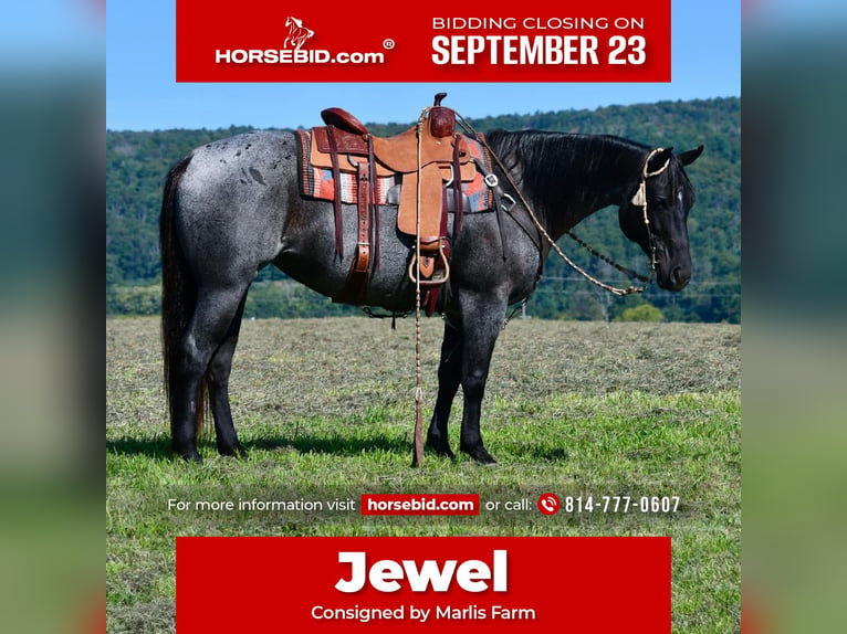 Quarter horse américain Jument 11 Ans 147 cm Rouan Bleu in Rebersburg, PA