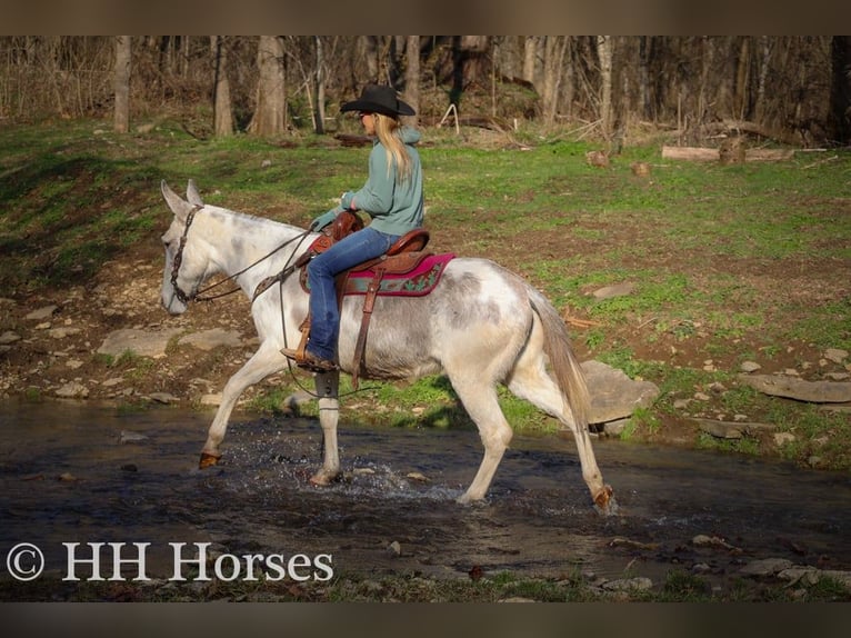 Quarter horse américain Jument 11 Ans 147 cm Rouan Bleu in Flemingsburg KY