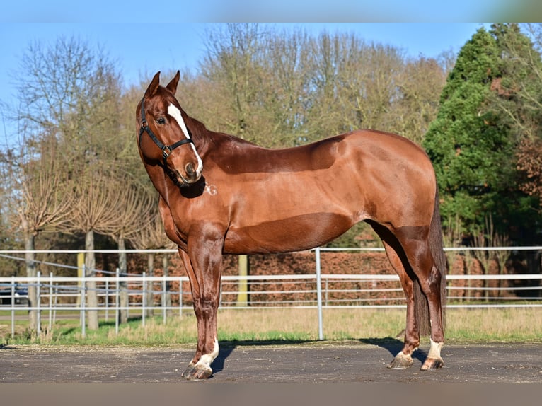 Quarter horse américain Jument 11 Ans 148 cm Alezan brûlé in Issum