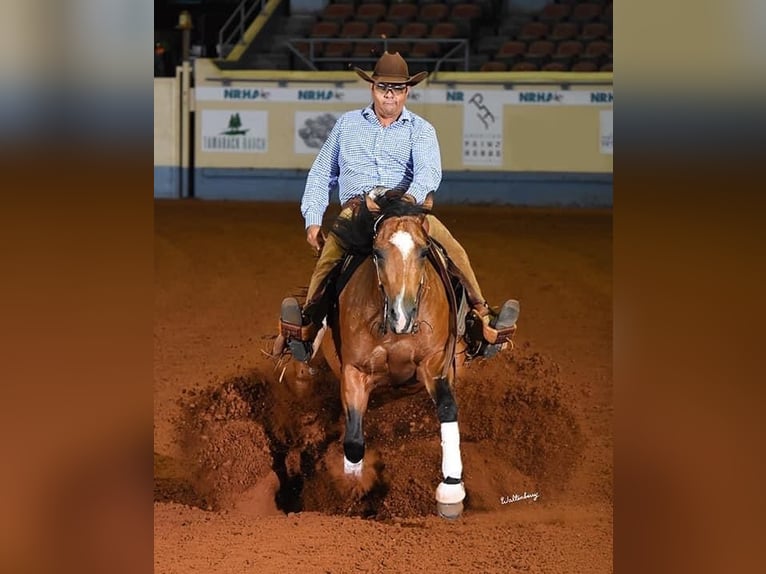 Quarter horse américain Jument 11 Ans 148 cm Buckskin in Waldshut-Tiengen