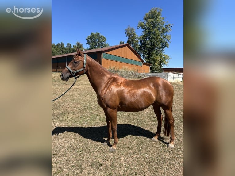 Quarter horse américain Jument 11 Ans 150 cm Alezan in Birgland