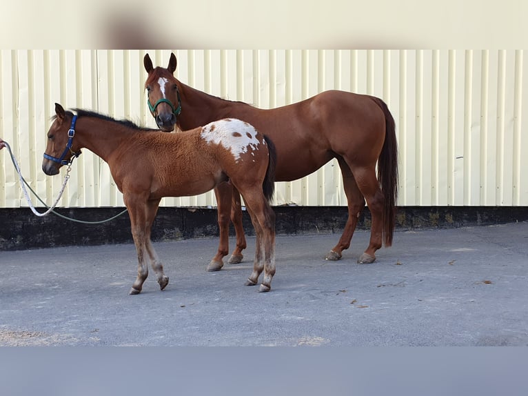 Quarter horse américain Jument 11 Ans 150 cm Alezan in Wermelskirchen