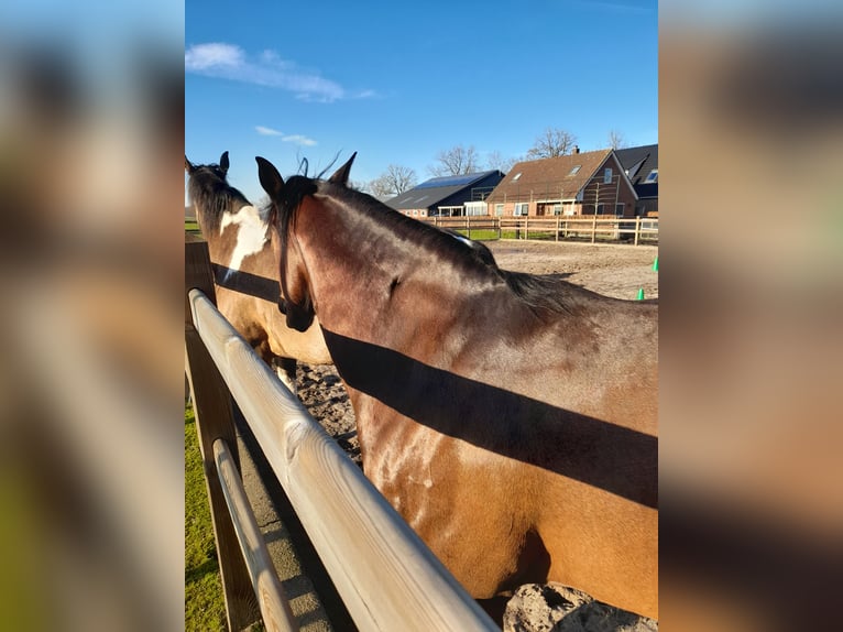 Quarter horse américain Jument 11 Ans 150 cm Bai brun in Oldebroek