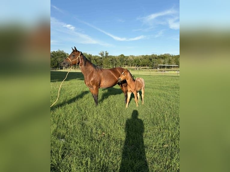 Quarter horse américain Jument 11 Ans 150 cm Bai cerise in Hearne