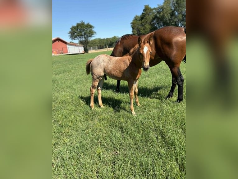 Quarter horse américain Jument 11 Ans 150 cm Bai cerise in Hearne