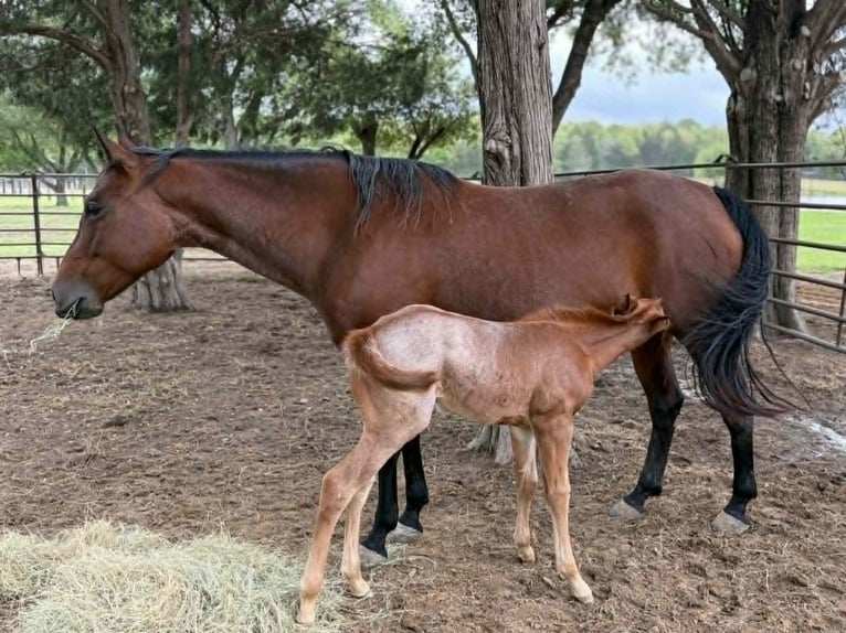 Quarter horse américain Jument 11 Ans 150 cm Bai cerise in Hearne