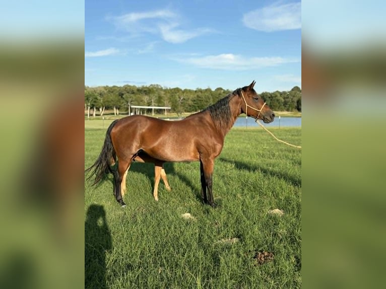 Quarter horse américain Jument 11 Ans 150 cm Bai cerise in Hearne