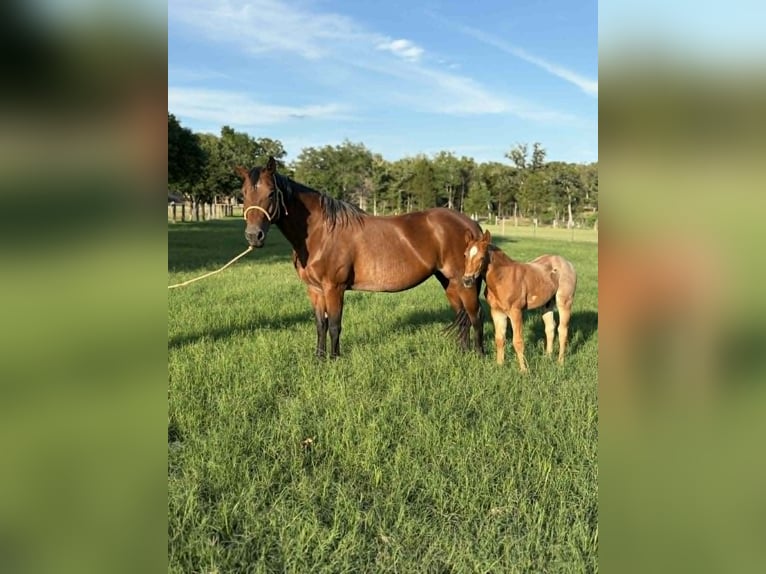 Quarter horse américain Jument 11 Ans 150 cm Bai cerise in Hearne