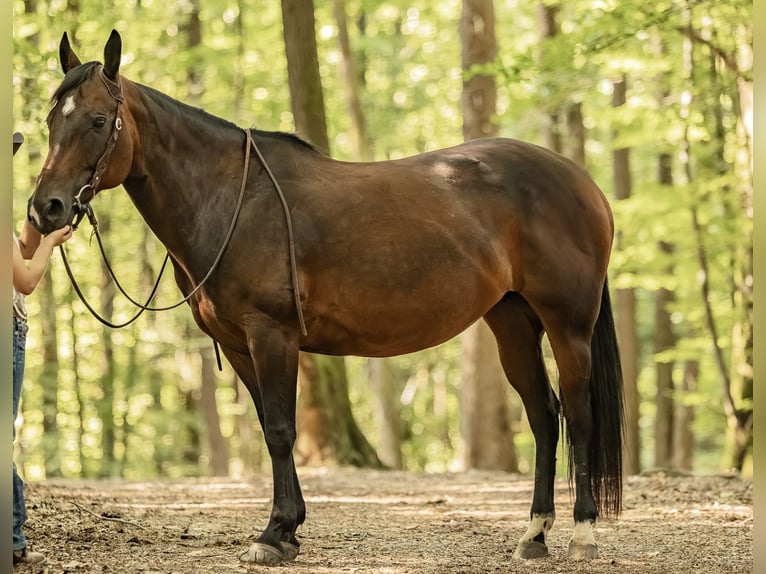 Quarter horse américain Jument 11 Ans 150 cm Bai in Losheim am See