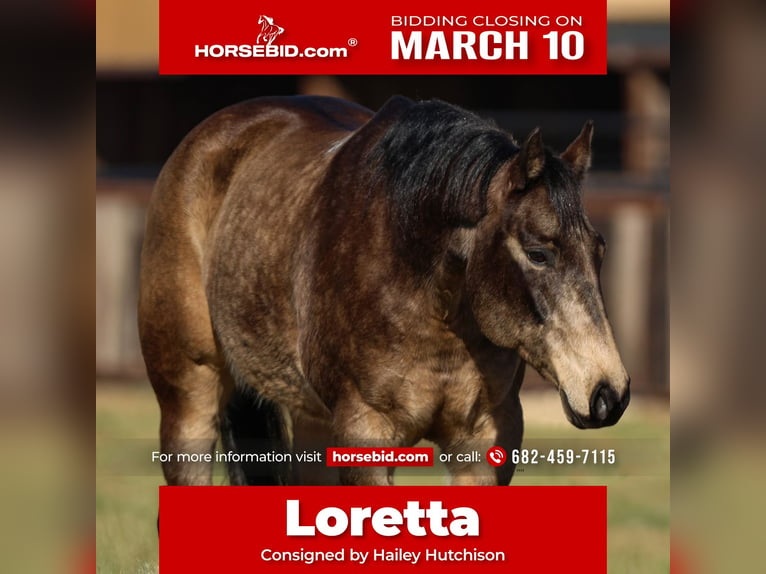 Quarter horse américain Jument 11 Ans 150 cm Buckskin in Joshua, TX