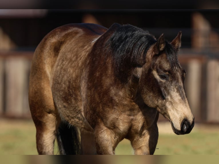 Quarter horse américain Jument 11 Ans 150 cm Buckskin in Joshua, TX