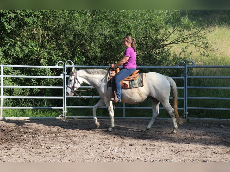 Quarter horse américain Jument 11 Ans 150 cm Gris moucheté in Schwarzach
