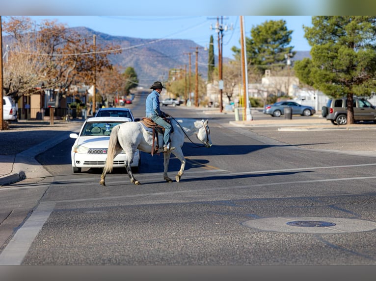 Quarter horse américain Jument 11 Ans 150 cm Gris in Camp Verde AZ