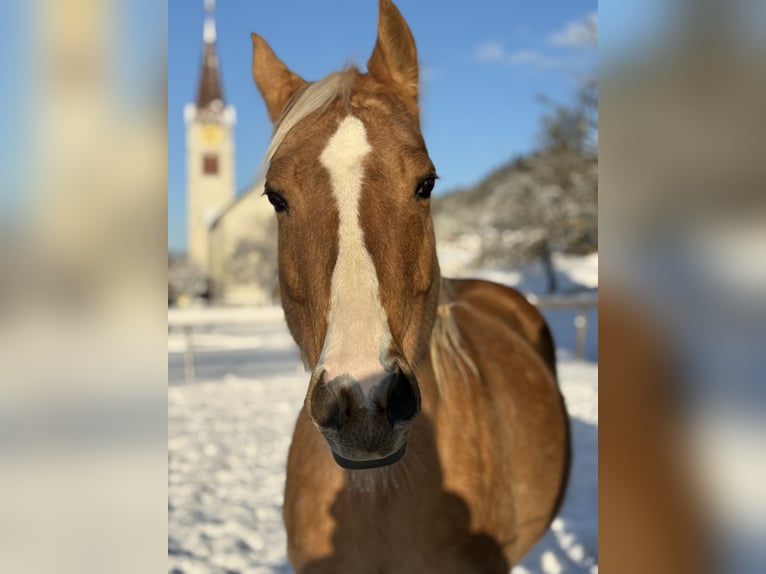 Quarter horse américain Jument 11 Ans 151 cm Palomino in SulzbergSulzberg