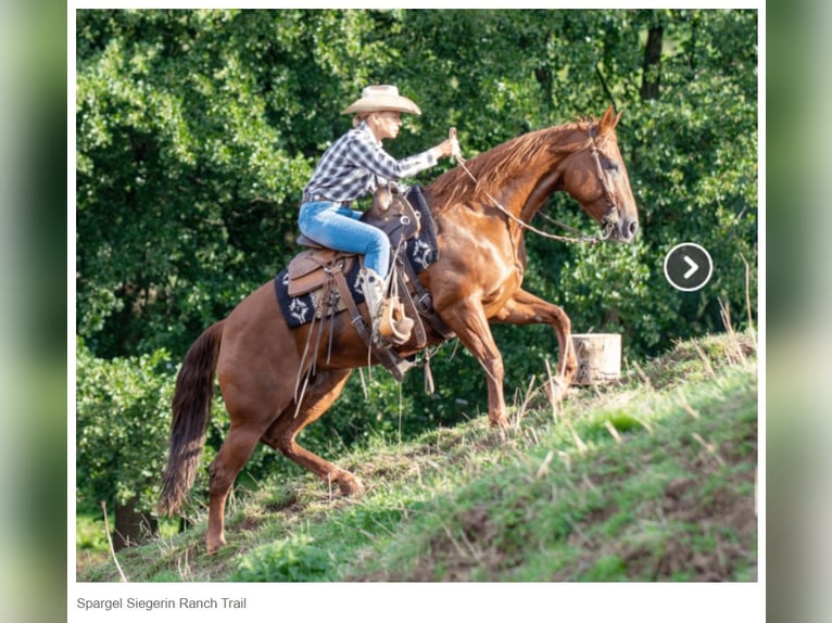 Quarter horse américain Jument 11 Ans 152 cm Alezan brûlé in Sinsheim