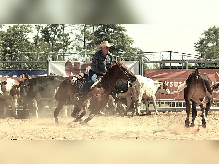 Quarter horse américain Jument 11 Ans 152 cm Alezan brûlé in Sinsheim