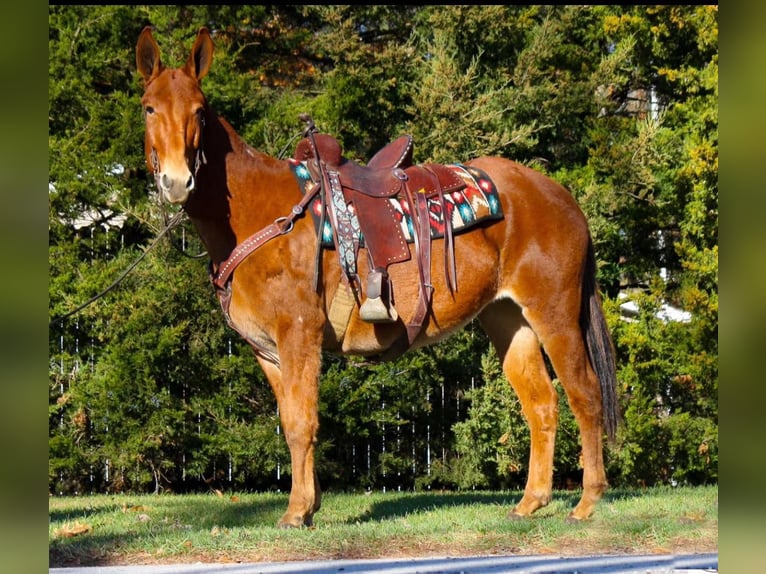 Quarter horse américain Jument 11 Ans 152 cm Alezan brûlé in Everett PA