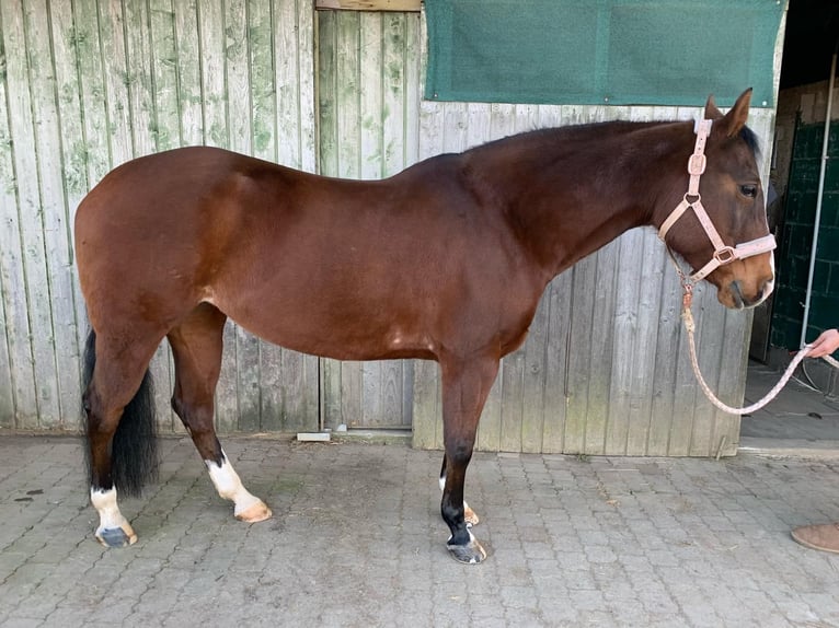 Quarter horse américain Jument 11 Ans 152 cm Bai in Gießen