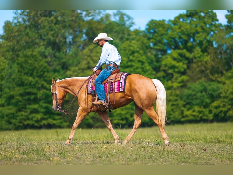 Quarter horse américain Jument 11 Ans 152 cm Palomino in Lyles