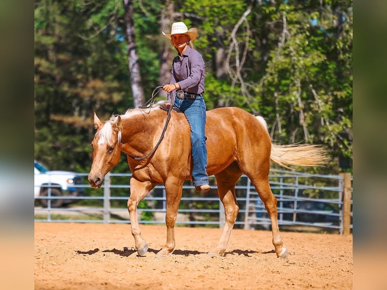 Quarter horse américain Jument 11 Ans 152 cm Palomino in Lyles