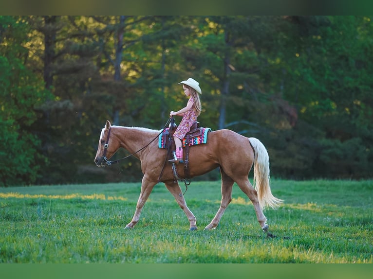 Quarter horse américain Jument 11 Ans 152 cm Palomino in Lyles