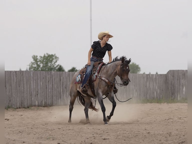 Quarter horse américain Jument 11 Ans 152 cm Roan-Bay in Nevis